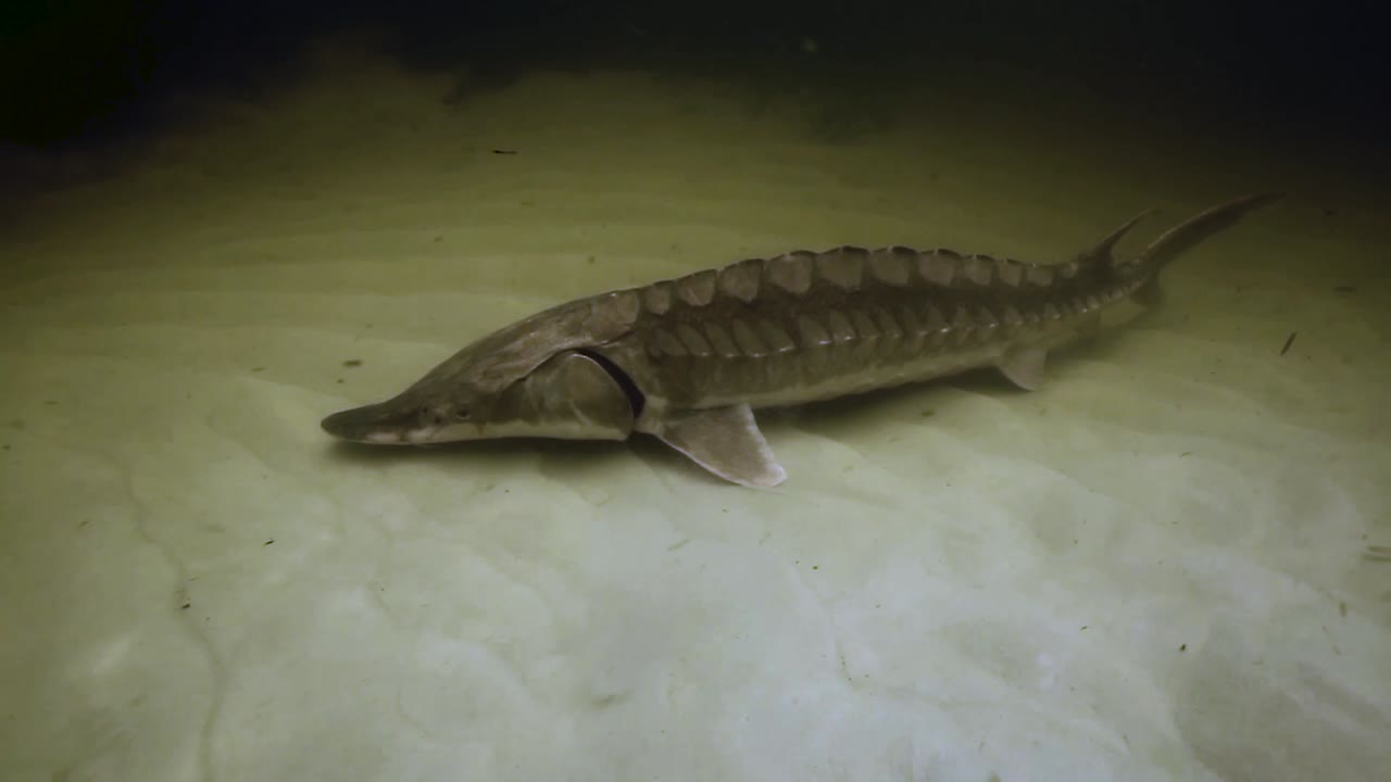 un esturión del golfo (acipenser oxyrinchus desotoi) nadando bajo el agua 2018