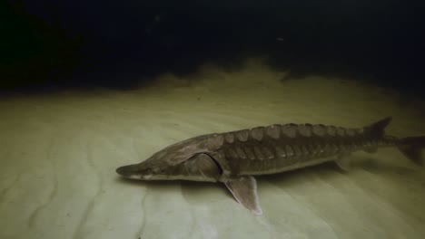 un esturión del golfo (acipenser oxyrinchus desotoi) nadando bajo el agua 2018