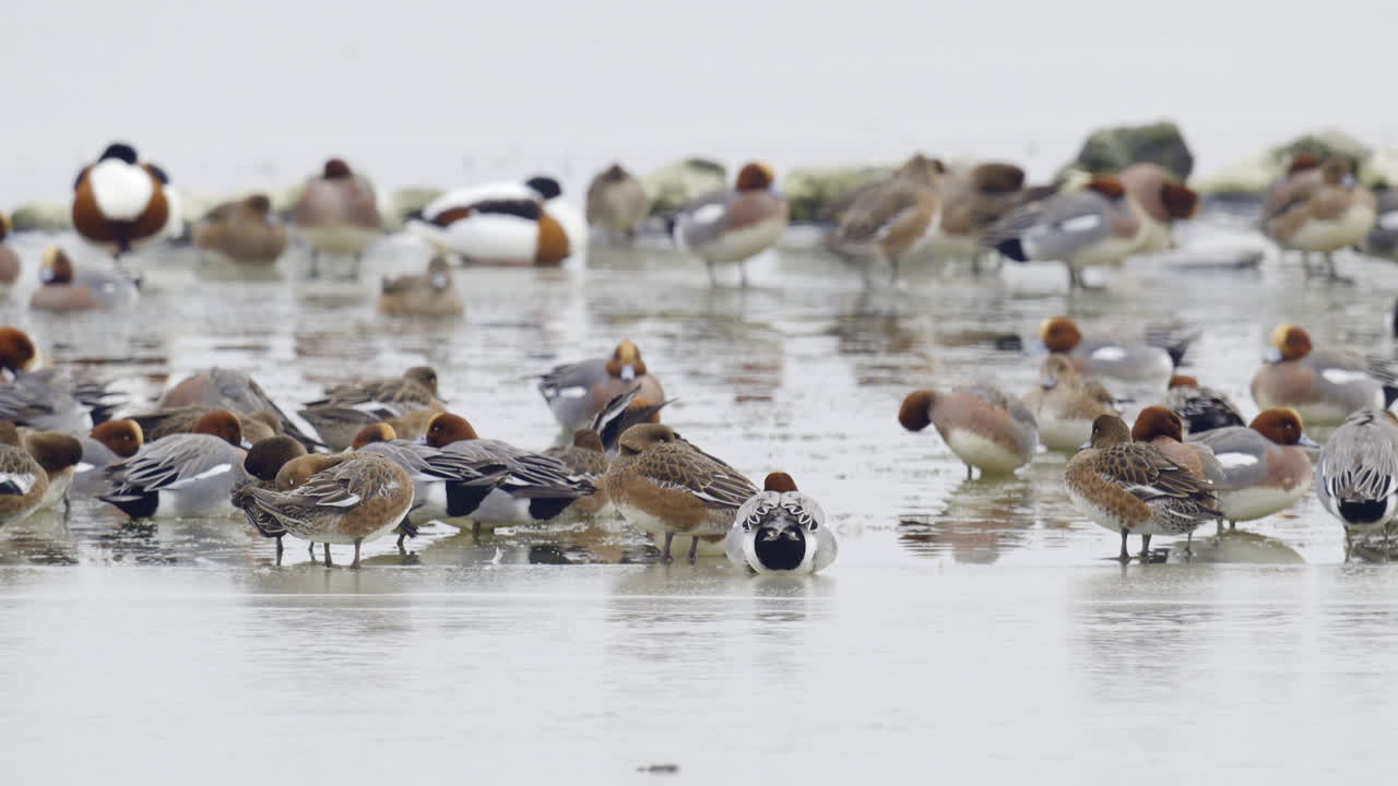 Eurasian wigeons or European wigeon gathered standing on a frozen lake in the Netherlands
