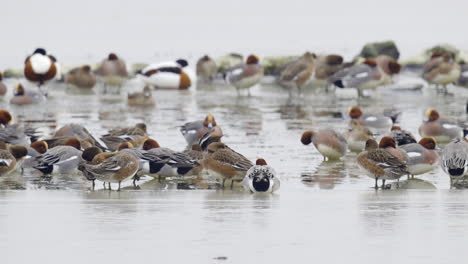 Eurasian-wigeons-or-European-wigeon-gathered-standing-on-a-frozen-lake-in-the-Netherlands