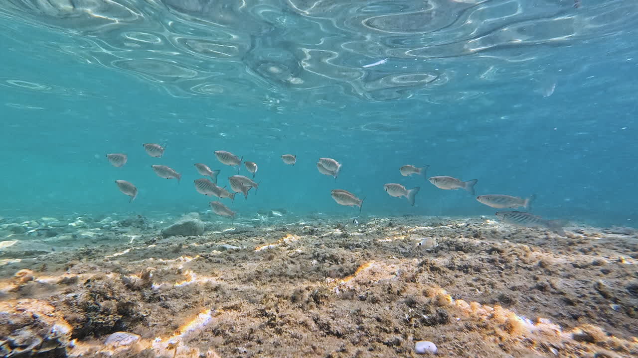 Un gruppo di piccoli pesci nuota appena sotto la superficie increspata dell'acqua, con la luce del sole che crea riflessi astratti sopra di loro. Il fondale roccioso sottostante aggiunge consistenza a questa tranquilla scena costiera subacquea.