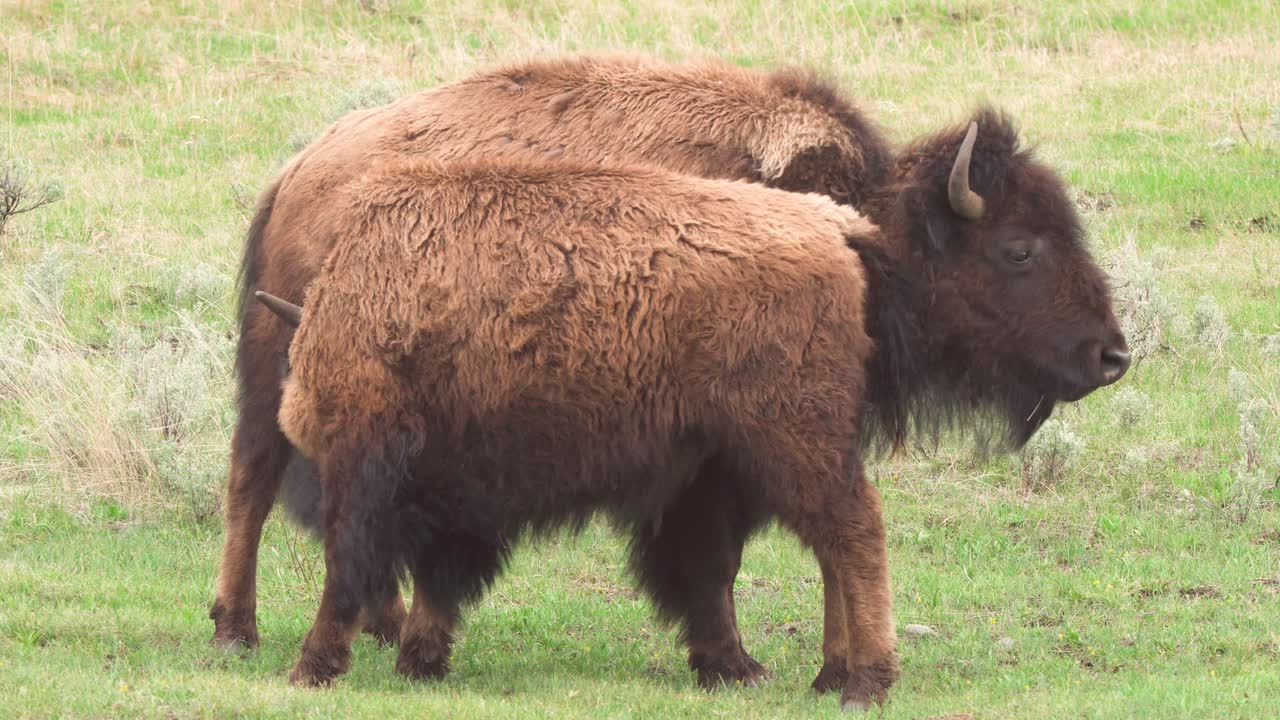 bisonte con ternero adulto amamantando en el parque nacional de yellowstone en wyoming