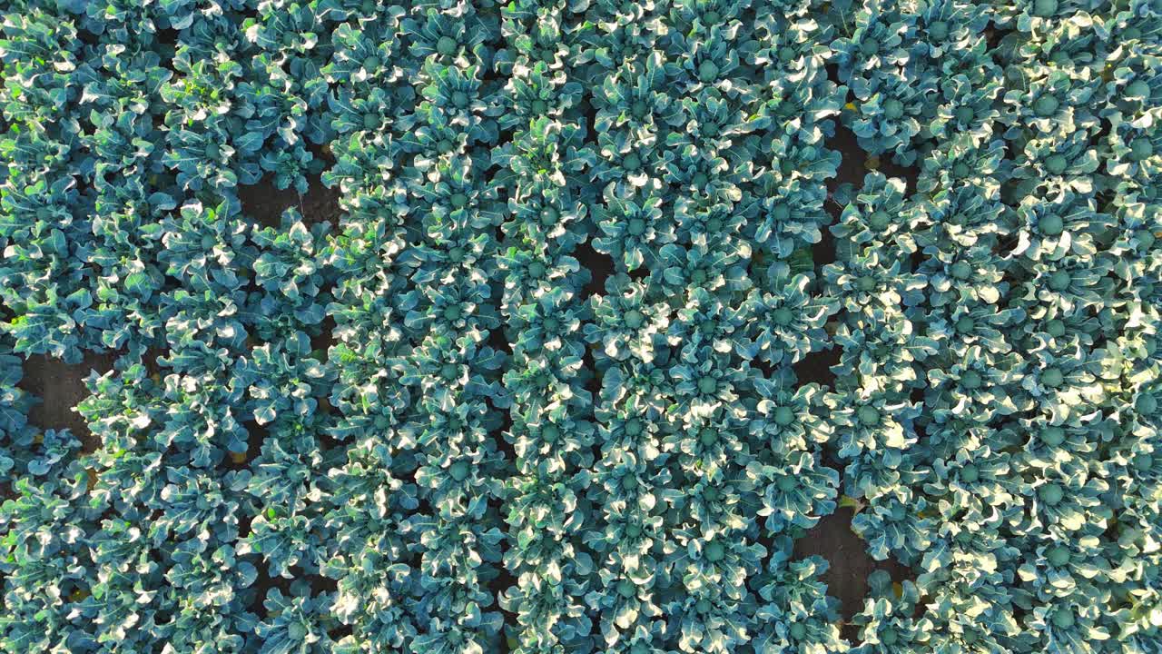 Aerial drone footage of agricultural crops of cabbage and broccoli. Rows of vegetable's in a farmers field. High brassica yields, cabbage, cauliflower, broccoli, Brussels sprout, kale