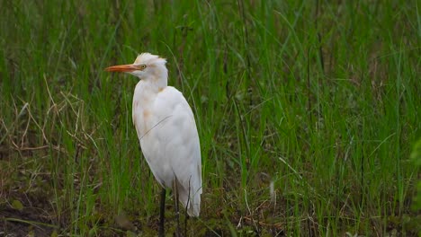 Egret-in-pond-UHD-MP4-4k-Video.