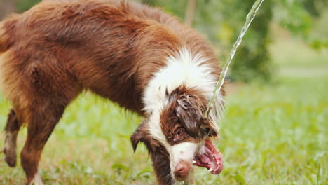 A-Big-Shepherd-Eagerly-Drinks-Water-From-A-Hose-In-The-Yard-Of-A-Private-Cottage