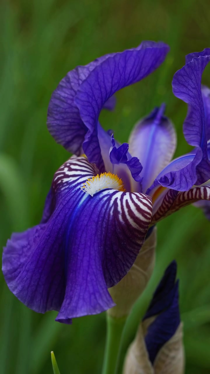 Close-up van een levendig paarse irisbloem in een tuin