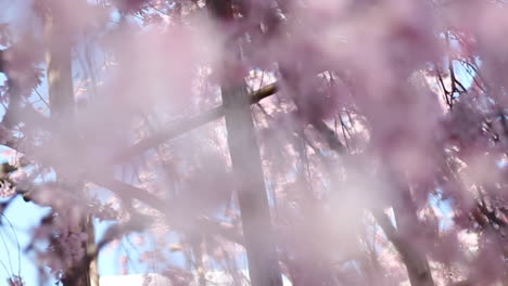 close ups of the sakura called shidarezakura in wakayama, japan