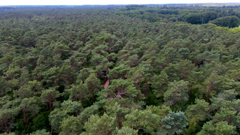 antena de camino que atraviesa el bosque verde