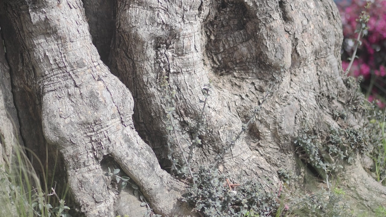 Close-up View of an Old Tree Trunk and Roots with Textured Bark