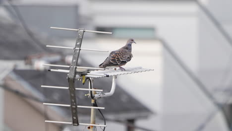 oriental turtle dove perching and grooming itself on an antenna on a sunny day