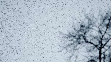 a large formation of a shoal of birds in the sky