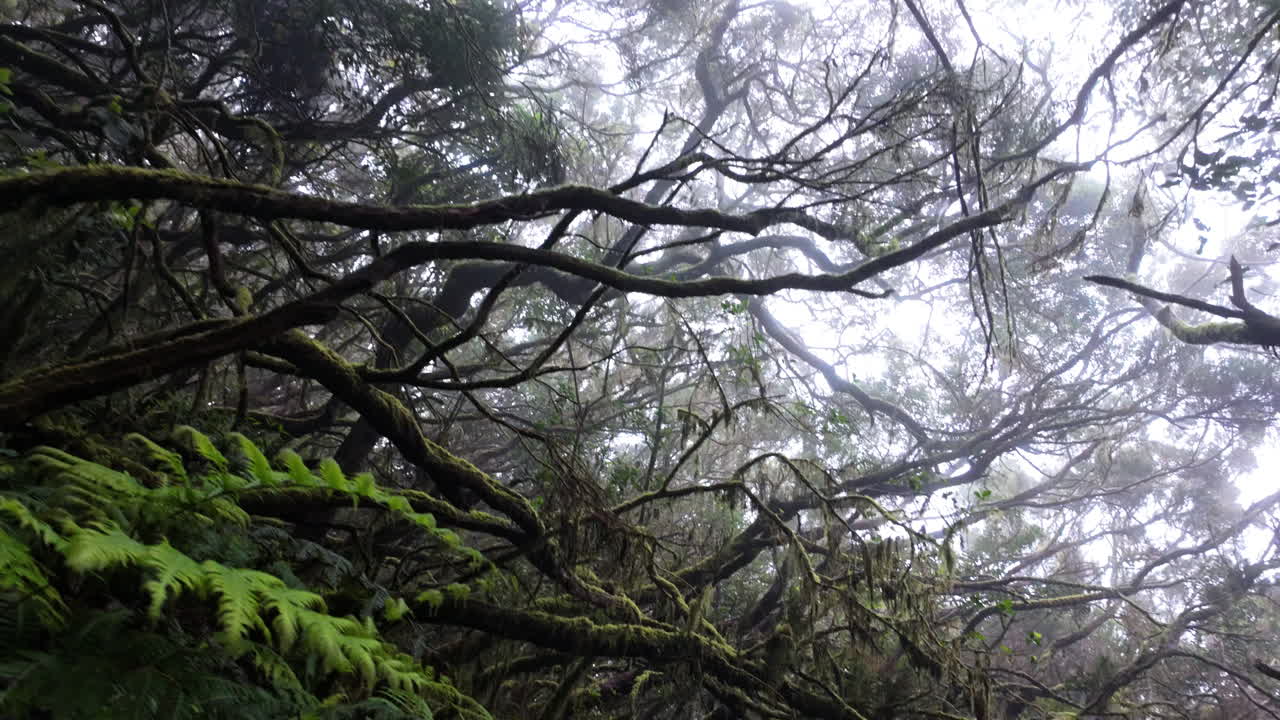 Misty forest scene in Parque Rural de Anaga, tranquil and mysterious