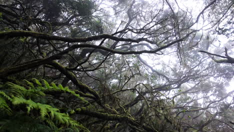 misty forest scene in parque rural de anaga, tranquil and mysterious