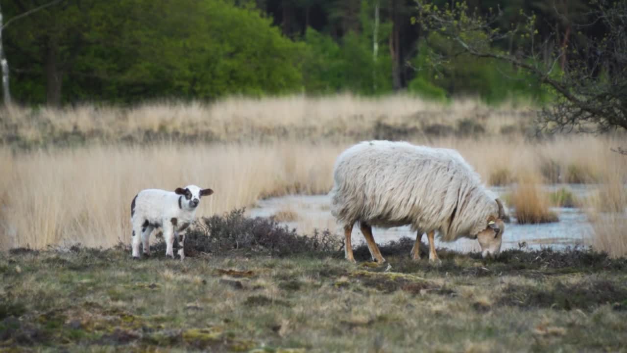 들판 에 있는 양 과 양