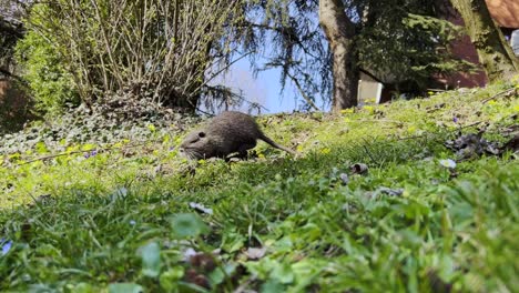 nutria o coypu caminando y comiendo hierba verde en la zona residencial de la ciudad, pov de ángulo bajo a nivel del suelo