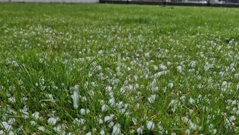 Granizo-Grande-Y-Pesado-Que-Cae-Sobre-Césped-Verde,-Suelo-Lleno-De-Bolas-De-Hielo