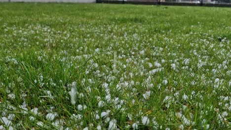 gran, fuerte granizo cayendo sobre el verde, césped de césped, suelo lleno de bolas de hielo