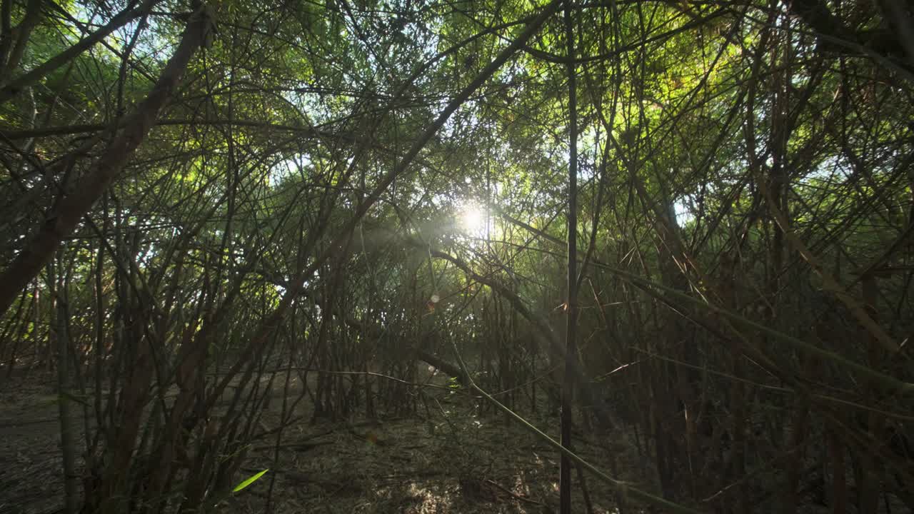 La luce del sole filtra attraverso la fitta volta della foresta di bambù. Rami sottili si intrecciano e si incrociano in alto, creando una cornice naturale. Il terreno è coperto di muschio e foglie cadute. Raggi luminosi trafiggono le ombre.