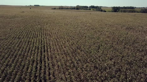 Drone-flyover-of-a-corn-field,-revealing-landscape-and-irrigation