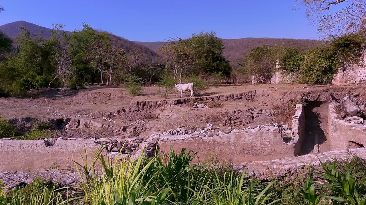 close up of a white cow standing inside of the Hacienda ruins lookin at the horinzon next to a bush