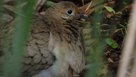 Curious-Mourning-Dove-sitting-in-the-woods-and-looking-around,-close-up-shot