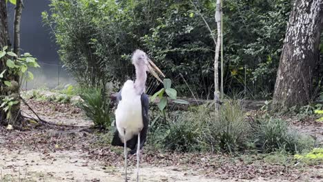Ugly-marabou-stork,-leptoptilos-crumenifer-standing-still-and-slowly-walk-out-of-the-frame-to-the-left-at-Singapore-safari-zoo,-mandai-wildlife-reserves,-close-up-static-shot