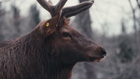 close up of elk wapiti deer in the forest in quebec, canada