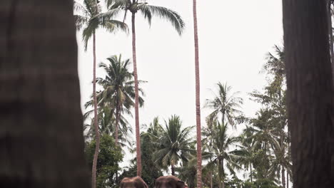 Two-asian-elephants-eating-under-palm-trees-in-elephant-sanctuary