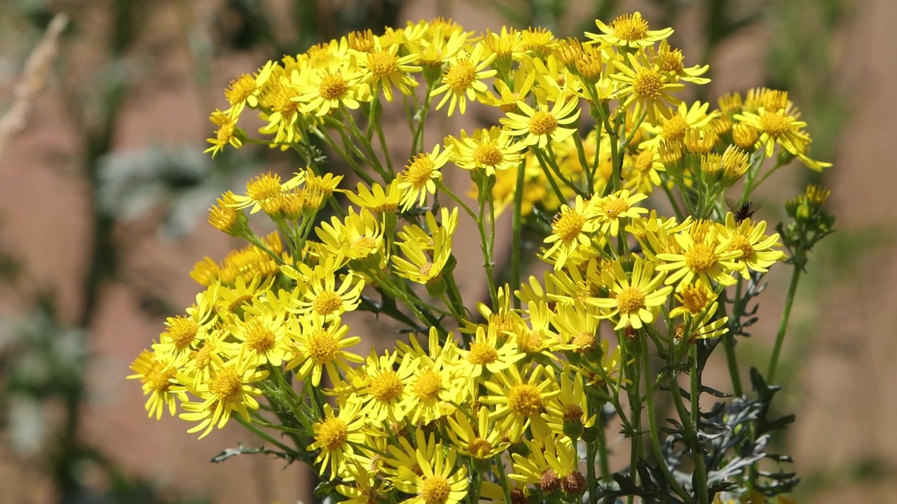 Primo piano di fiori giallo brillante di Senecio giacobaea, all'inizio dell'estate. Regno Unito