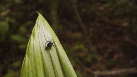 caza, salta la araña salta domina y mata a otra araña en una hoja en la selva amazónica peruana