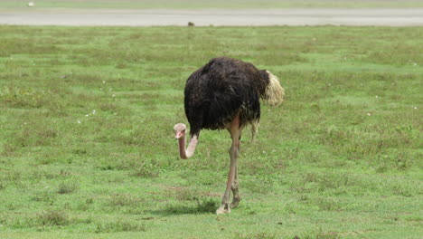 ostrich slowly grazing in short grassy plain.