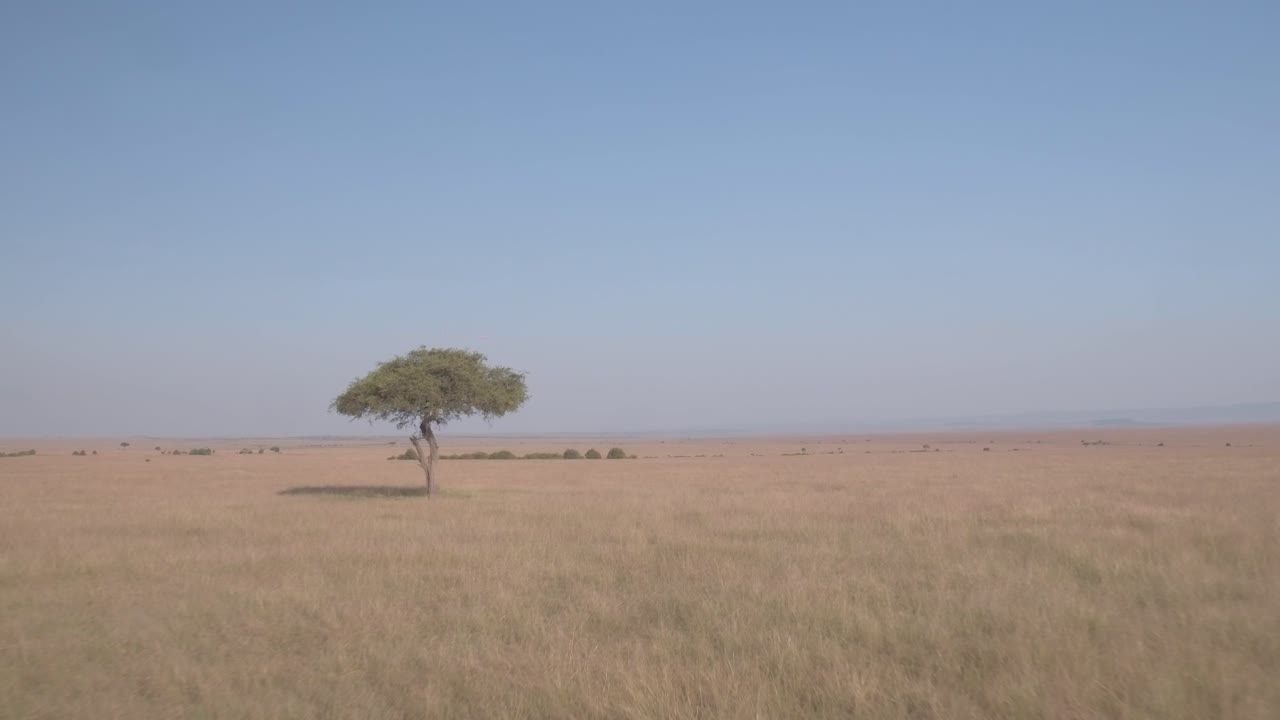 Aerial video of a tree in the maasai mara