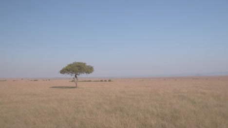 Luftbildvideo-Eines-Baumes-In-Der-Masai-Mara