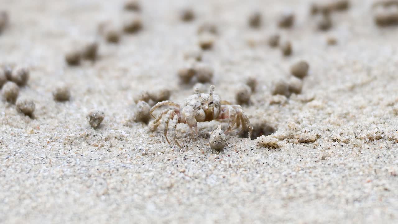 유령 크래브가 모래 해변을 가로질러 움직인다