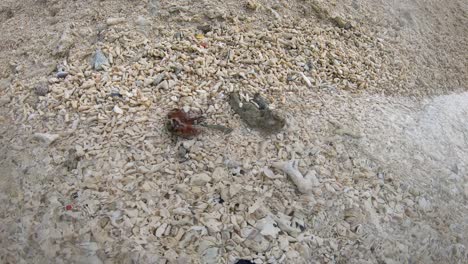 close-up-of-seashells-and-coral-on-a-tropical-island-4k