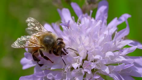 macro view of wild honey bee collects and gathers nectar of purple flower on sunny das