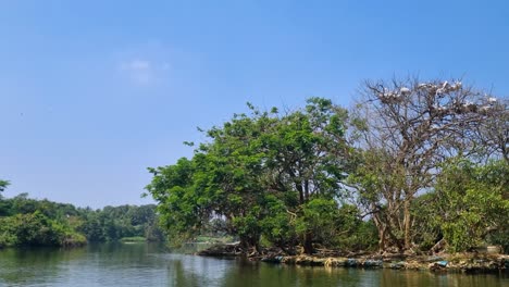 white pelicans nestle in a large tree, filmed from a boat tour through ranganathittu bird sanctuary. sunny day highlights the serene wildlife and lush surroundings of this protected area