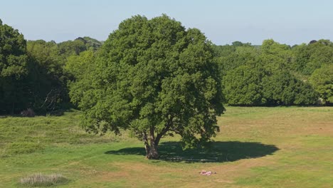 revealing a young couple enjoying a picnic in front of a big tree in the peaceful countryside
