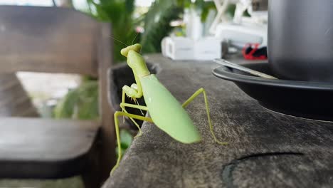 praying mantis on the table in a coffee bar on the beach in thailand