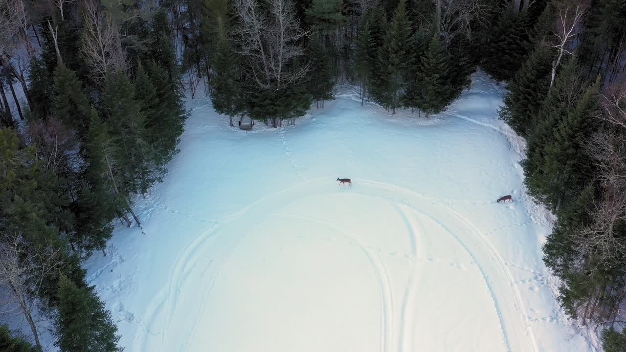 dos ciervos caminando por un campo nevado con pistas aéreas de motos de nieve