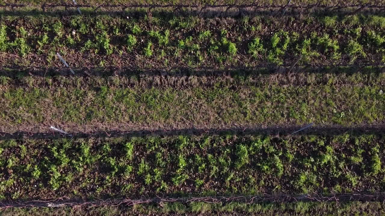 vuelo aéreo sobre el primer plano del viñedo chianti frescobaldi durante el día, bandada de pájaros volando