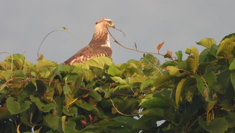 águila-En-El-árbol-Uhd-Mp4-4k-Video.