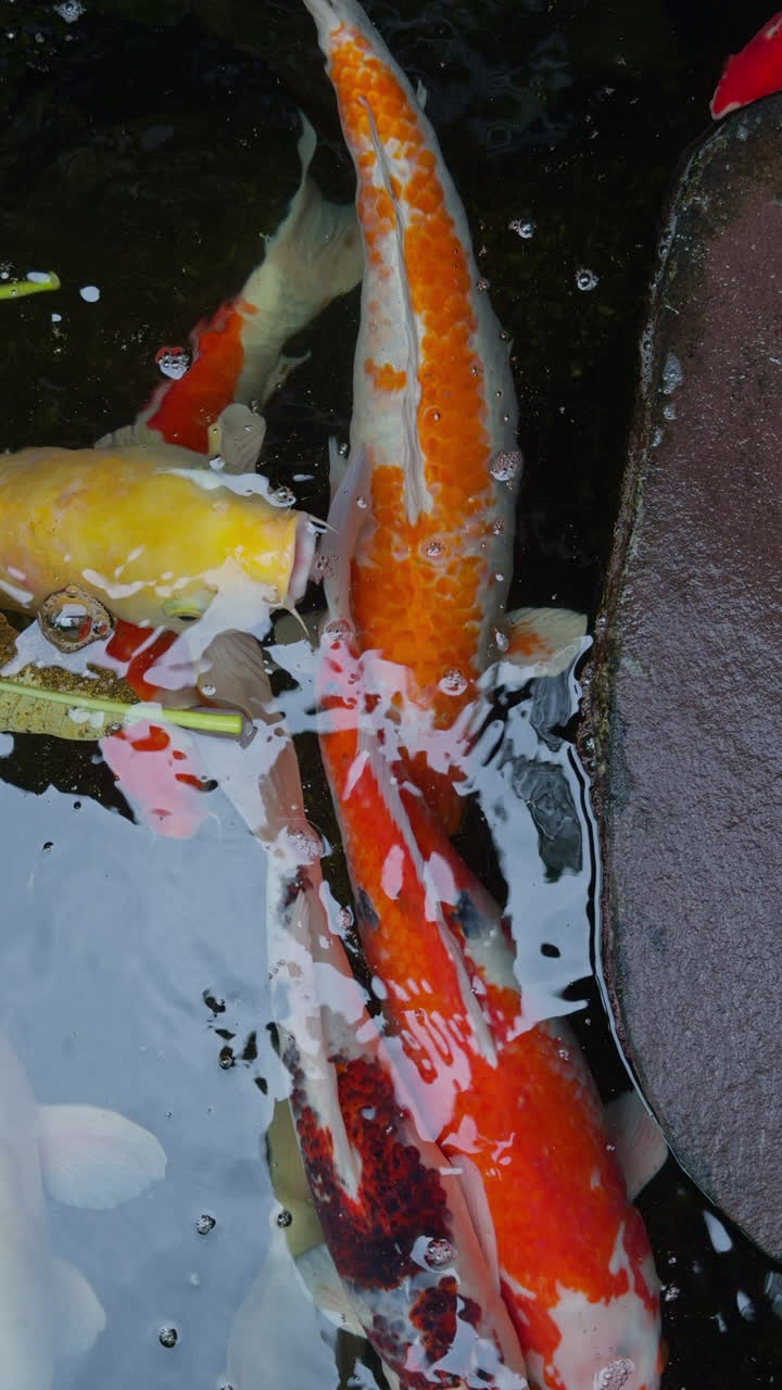Koi carp in a pond in a tropical garden in bali in vertical