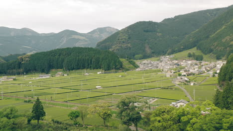 Fly-Forward-Drone-Shot-of-Lush-Tea-Farms-in-Kawane-Shizuoka,-Japan---aerial-shot