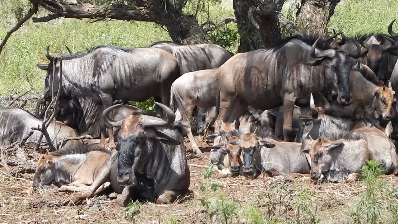 Blue Wildebeest herd resting in the shade of trees