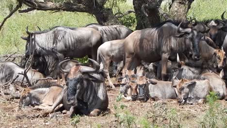 blue wildebeest herd resting in the shade of trees