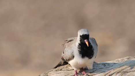 Viento-Que-Sopla-Sobre-Plumas-De-Paloma-Namaqua-Sobre-Madera-En-El-África-Subsahariana