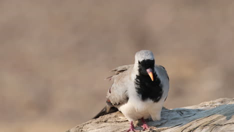 el viento soplando en las plumas de la paloma namaqua en la madera en el áfrica subsahariana