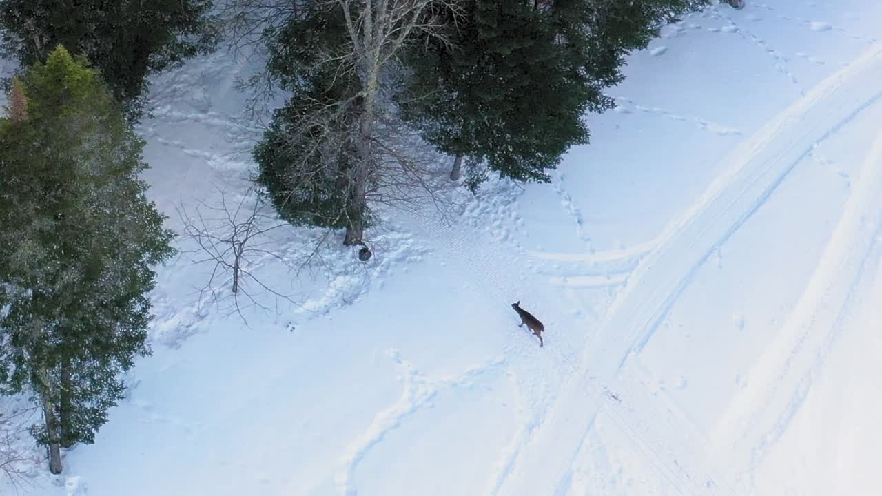 vista aérea de un ciervo caminando hacia un bosque desde un campo nevado de cerca