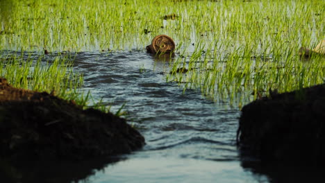 old plastic cup thrown in rice field